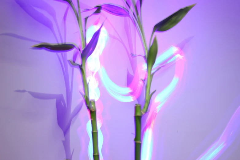 two purple stems that have been taken apart