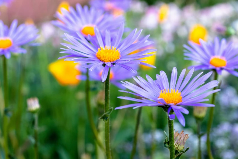 a field full of purple and yellow flowers