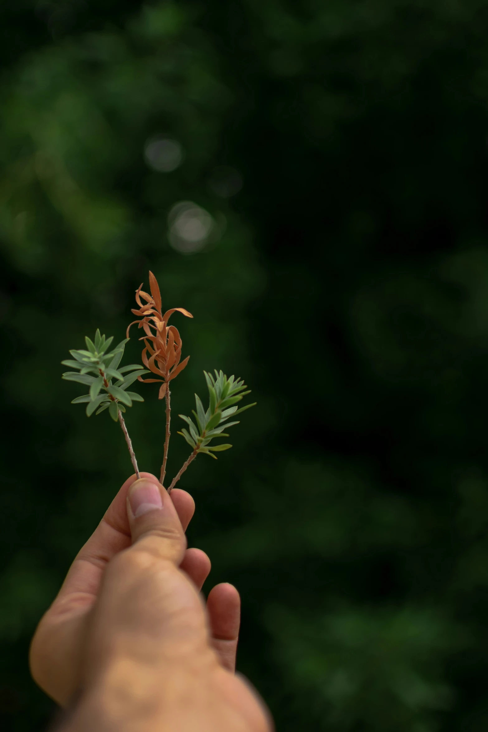 someone is holding a plant that appears to be growing out of the ground