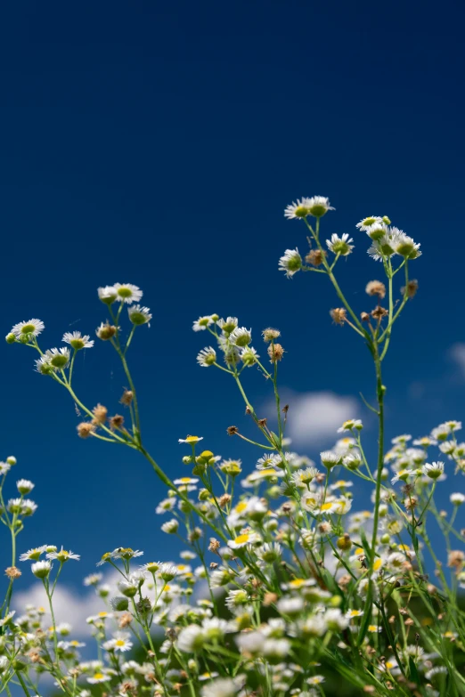 wildflowers, against a clear sky, are the most recognizable form of art