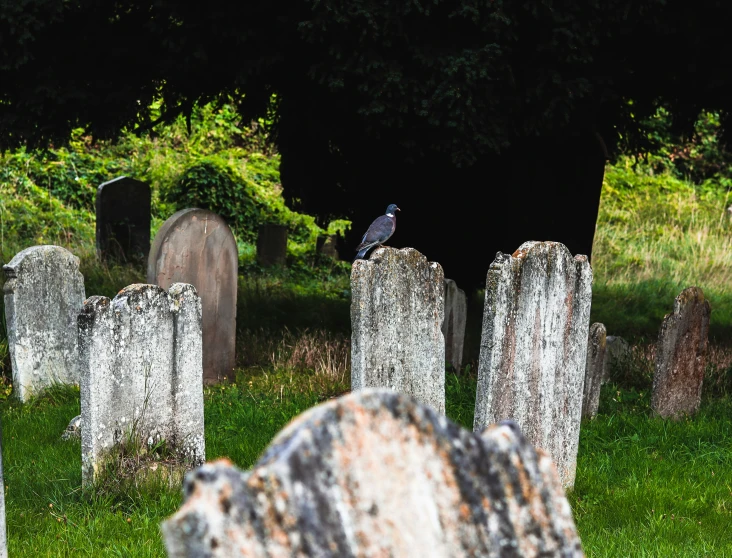 there is a bird that is perched on the headstones