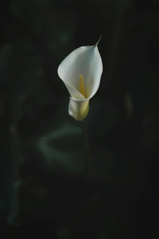 a white flower with long petals sits on a dark background