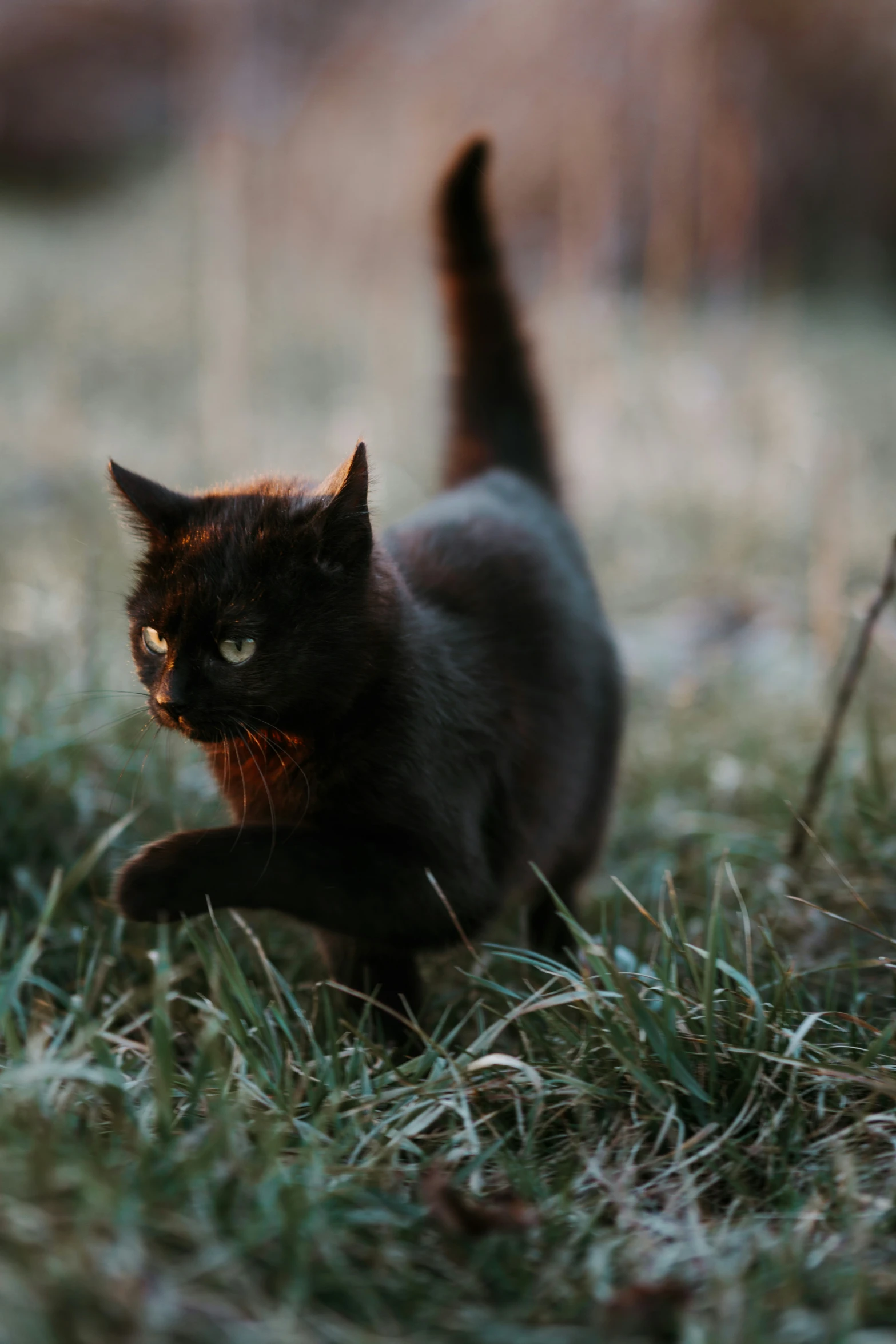 a black cat running on top of green grass