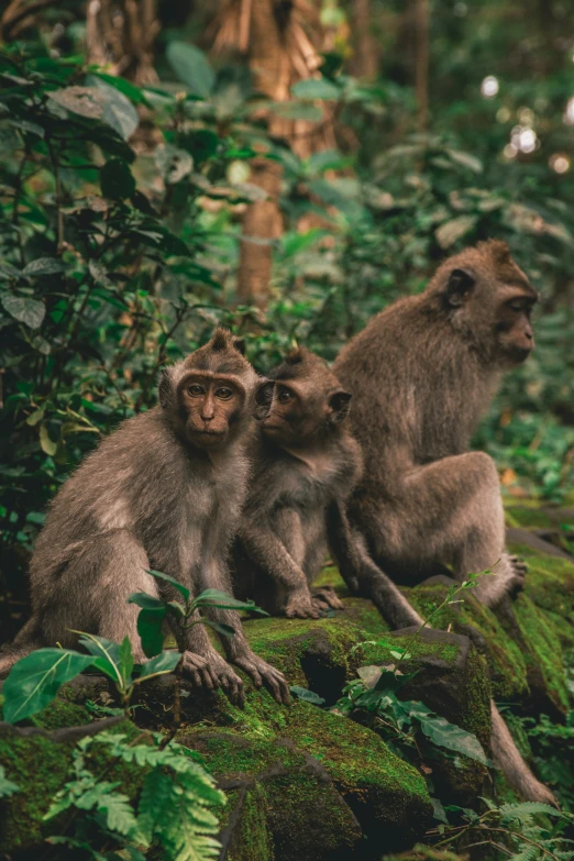 a family of monkeys in the forest