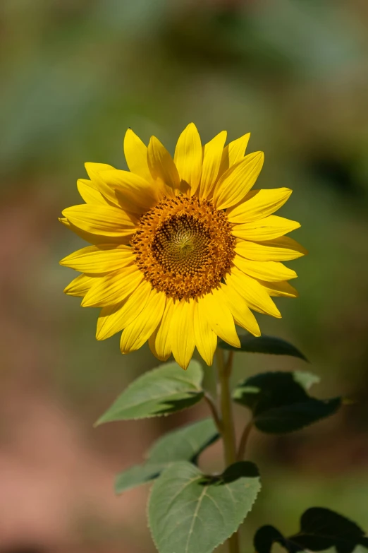 a very large yellow sunflower on the other side of the flower