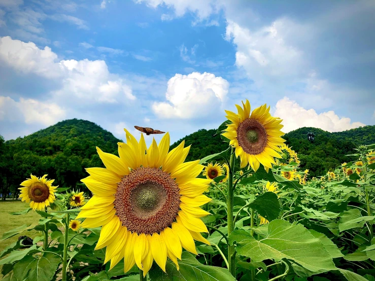 large sunflowers with small birds grazing in the background