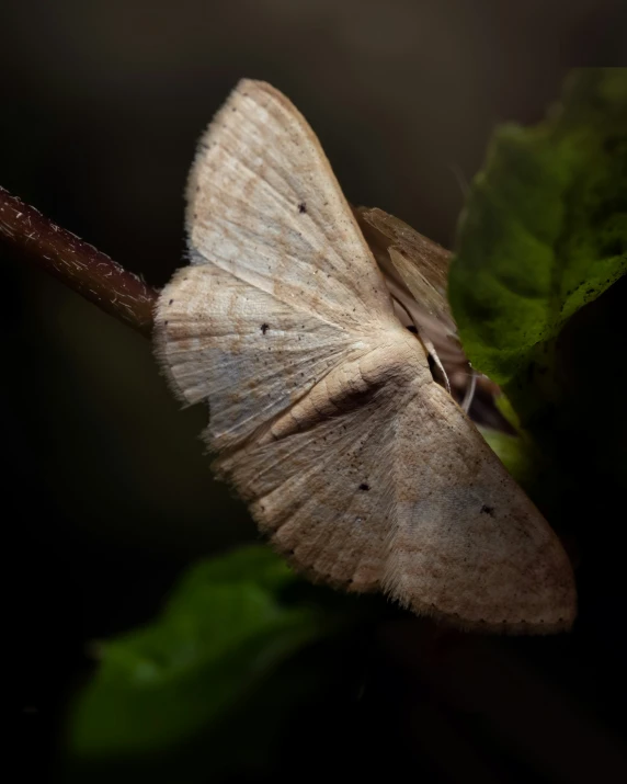 a close up of a grey moth on a nch