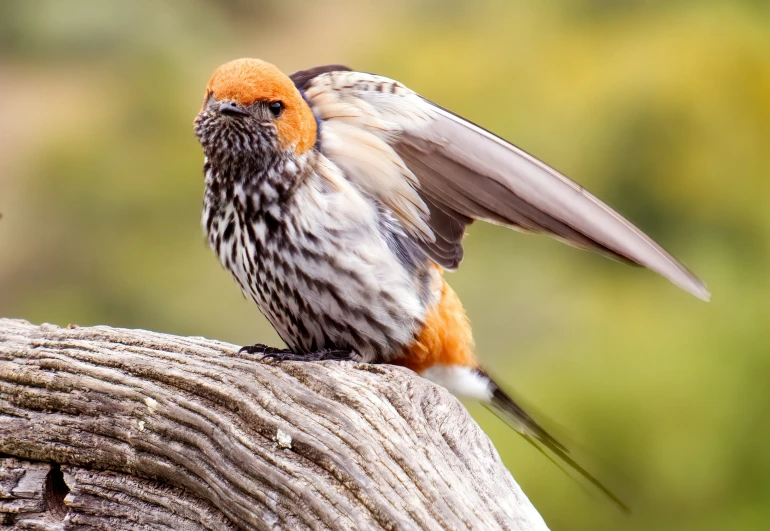 a bird with orange feathers sitting on the top of a wooden nch