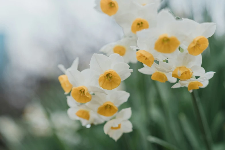 white and yellow flowers that are on the grass