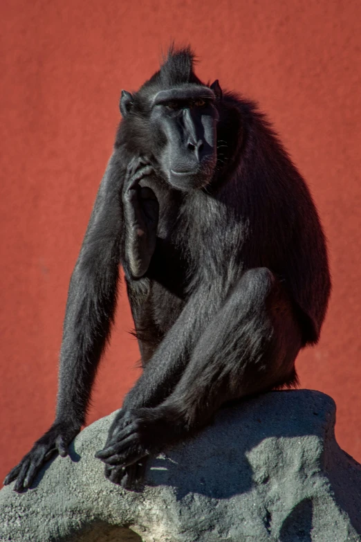 a long - tailed animal on a rock in front of a red wall