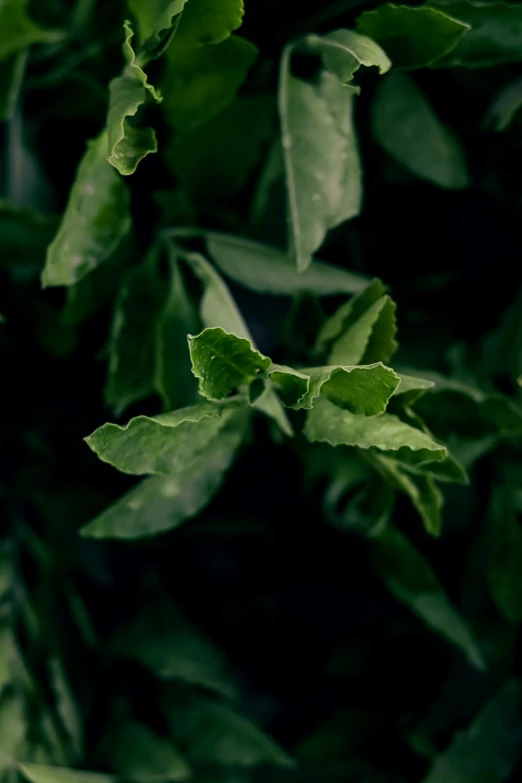 some green leaves are growing and are very thin