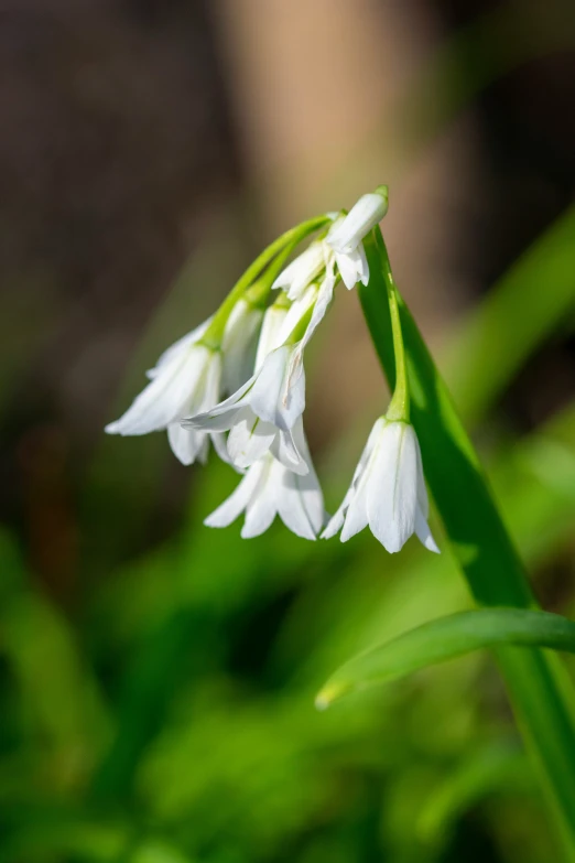 two flowers sitting on top of a green plant