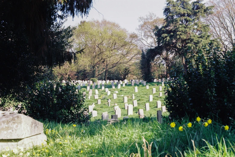 a cemetery is surrounded by trees and grass
