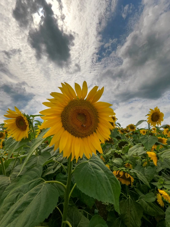 a sunflower in the middle of a field with clouds in the background