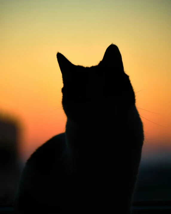 a black cat looking at the sunset, with it's head slightly turned