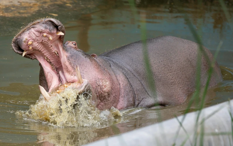 a hippo has its mouth open as it is swimming in a pool