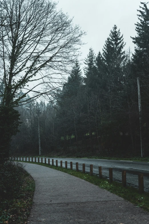 trees are lined along a concrete path near the water