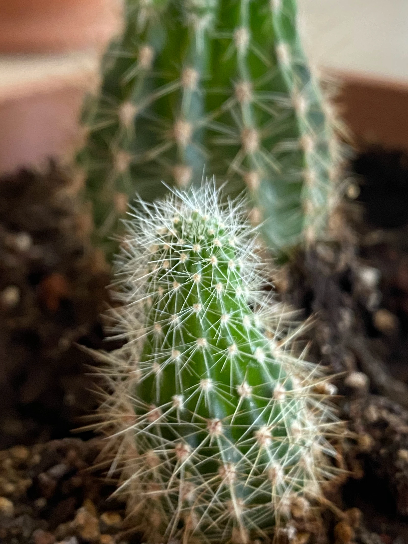 some green plants in a brown pot on the floor