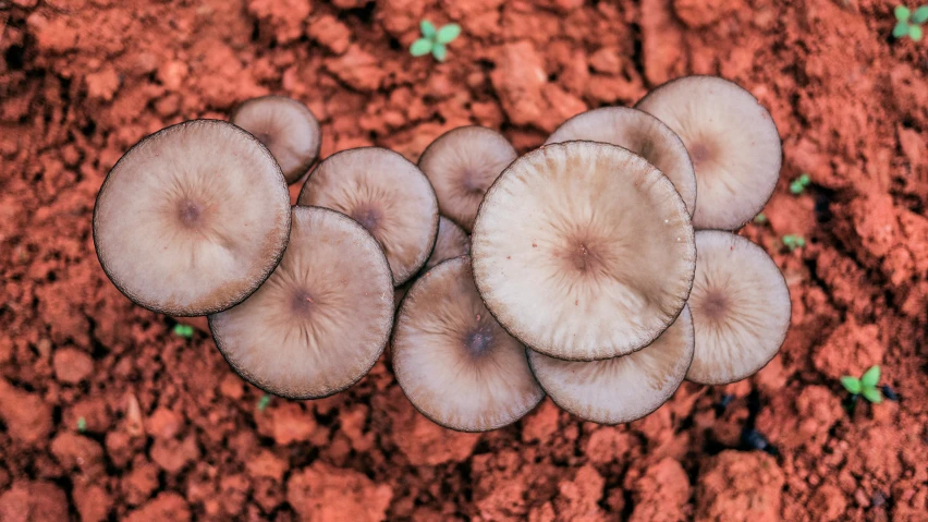 many mushrooms are on the red dirt floor