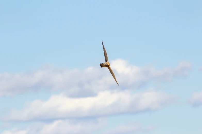 an image of a bird flying through the sky