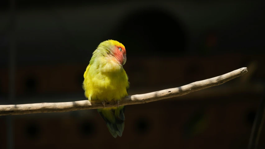 yellow bird sitting on a twig, in daylight