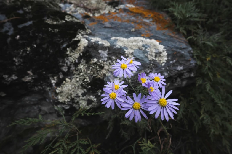 three purple flowers and a rock are in the background