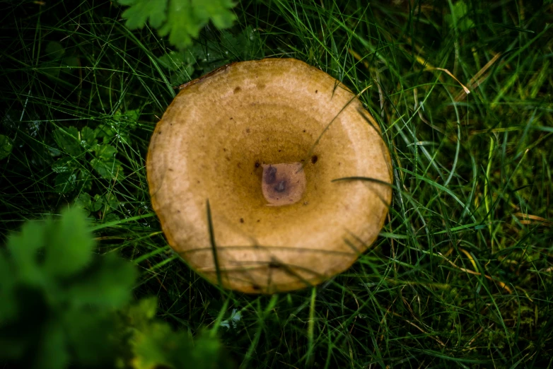 a yellow object on some green grass