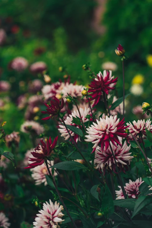 a bunch of flowers that are in the grass