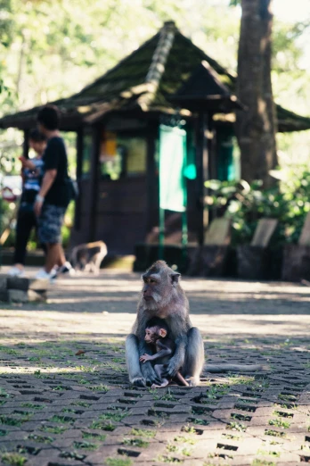 a small monkey sitting on the ground in front of people