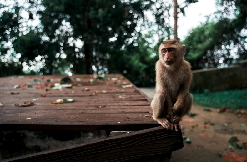 a monkey that is sitting on a wooden table