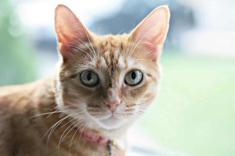 a cat with blue eyes looks at the camera