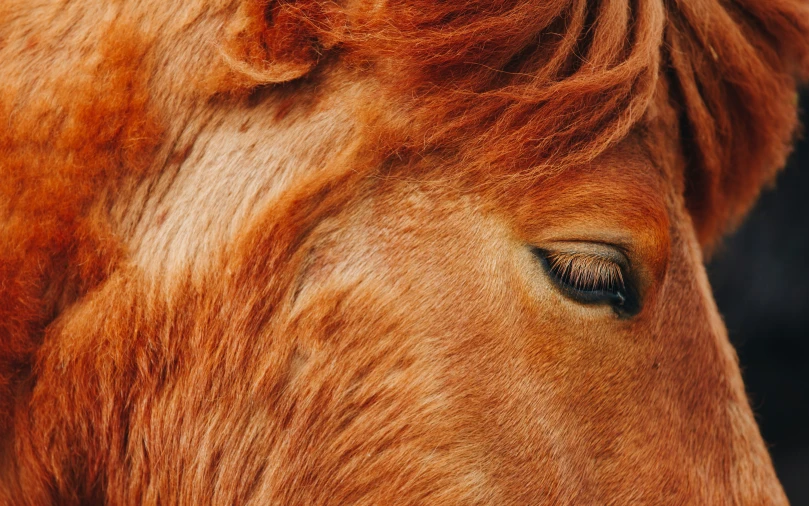 this is an image of a cow with blue eyes