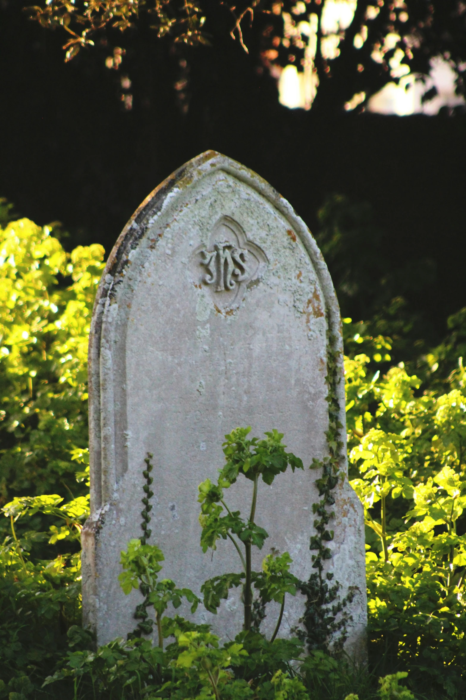 a tombstone surrounded by tall green grass and bushes