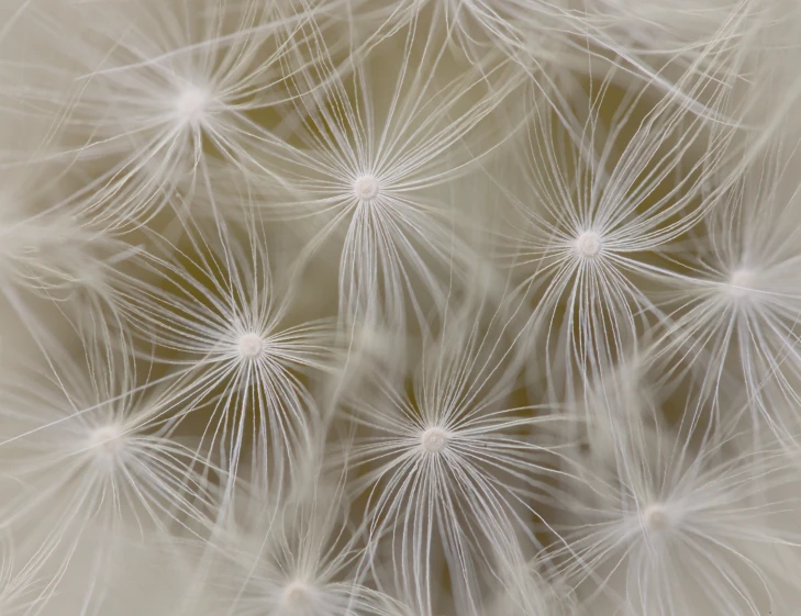 large white dandelion in full bloom in the sun