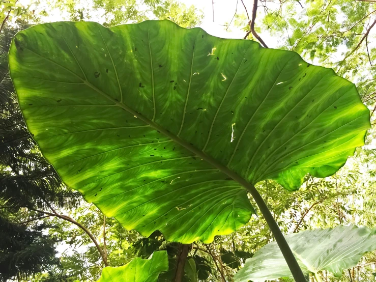a big green leaf is near the trees