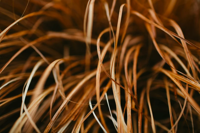 closeup pograph of the brown vegetation in the background