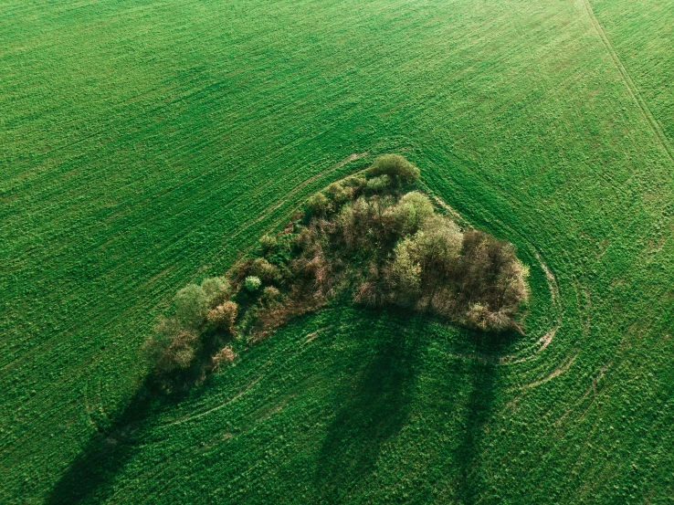 a tree shaped in the middle of a green field