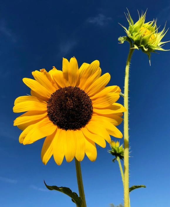 yellow sunflower with blue sky background in bloom