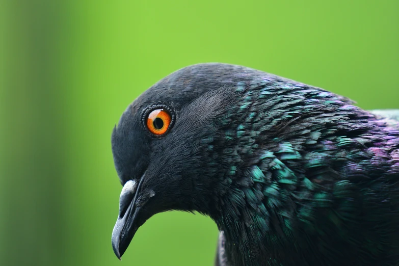 a bird with a bright red eye, sitting on a ledge