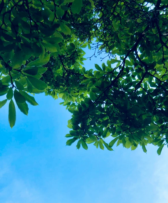 green leaves growing above blue sky in daytime