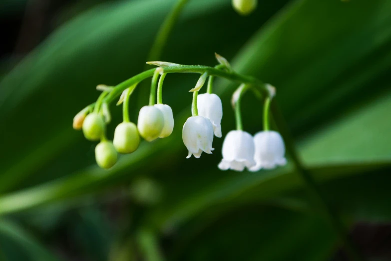 a small cluster of white flowers in front of a green leaf