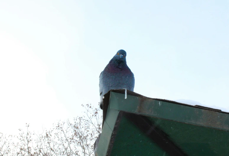 a pigeon perches on the side of a trailer