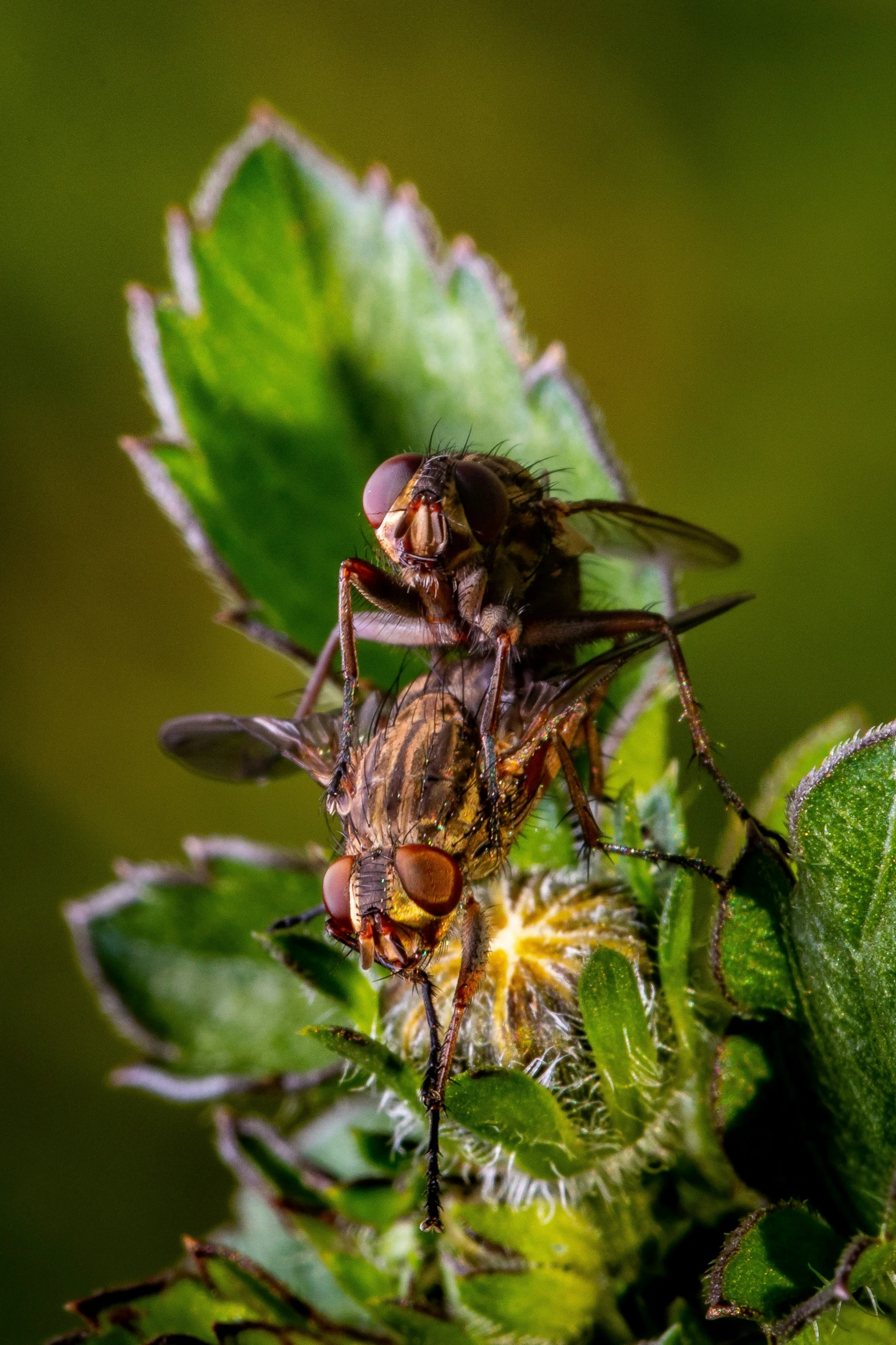 a pair of bees sitting on top of green leaves