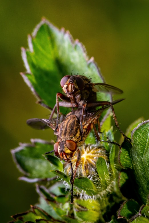 a pair of bees sitting on top of green leaves