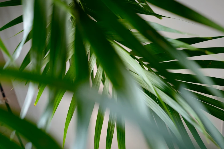 the leaves of a palm tree with a white wall in the background