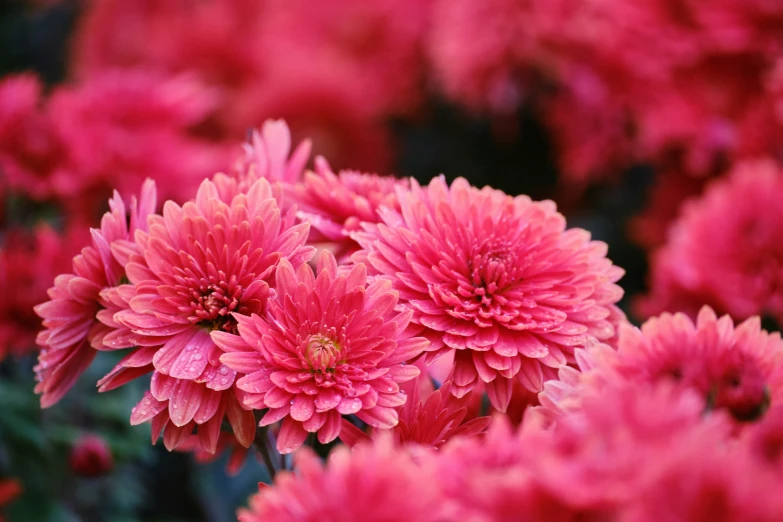 bright pink chlosa flowers, with dark green foliage in the background