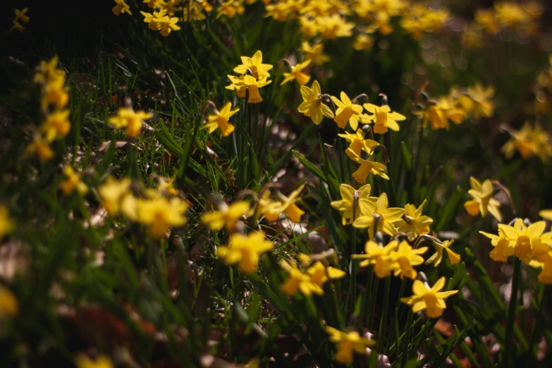 some yellow flowers in some dirt grass