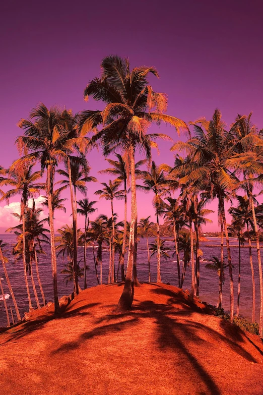 a row of palm trees stand at the edge of a beach as the sun goes down