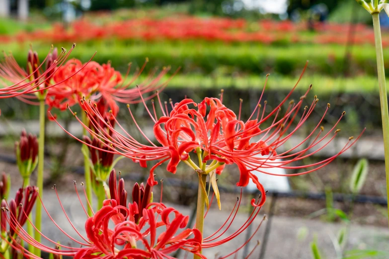 many red flowers in a field near some water