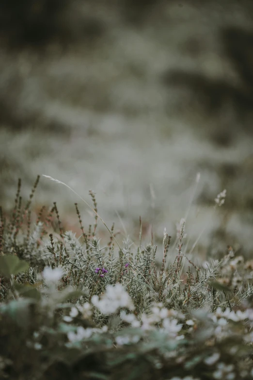 plants with long needles growing on the ground